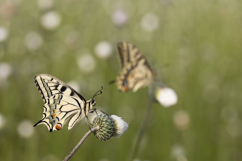 machaon_concours_image_et_nature_easy-ramses.jpg