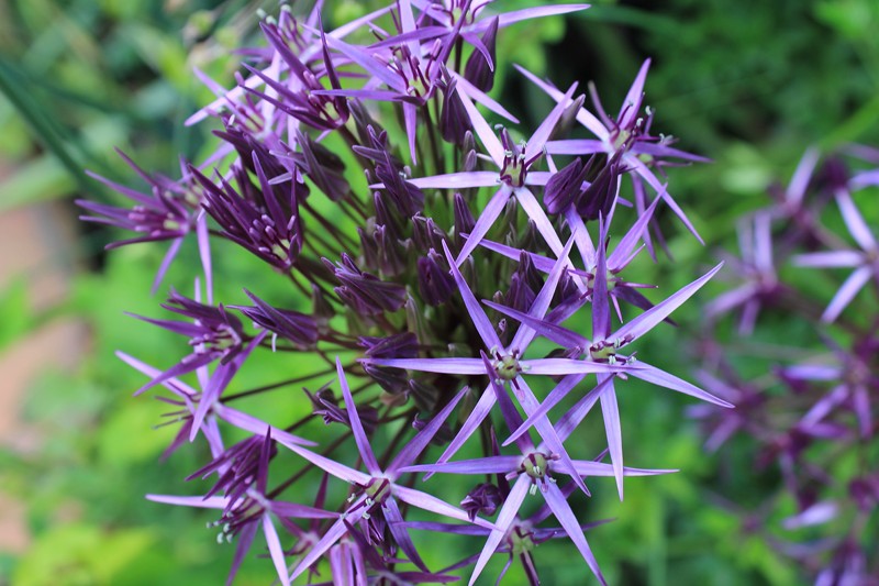 allium (2).JPG