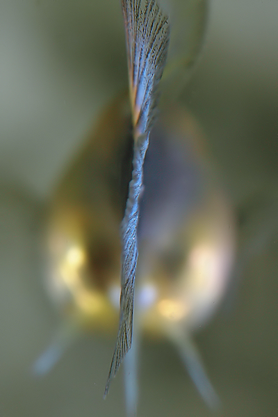 Guppy's back - Image et Nature.jpg