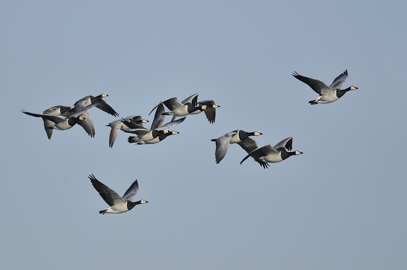 Bernache nonnette.jpg