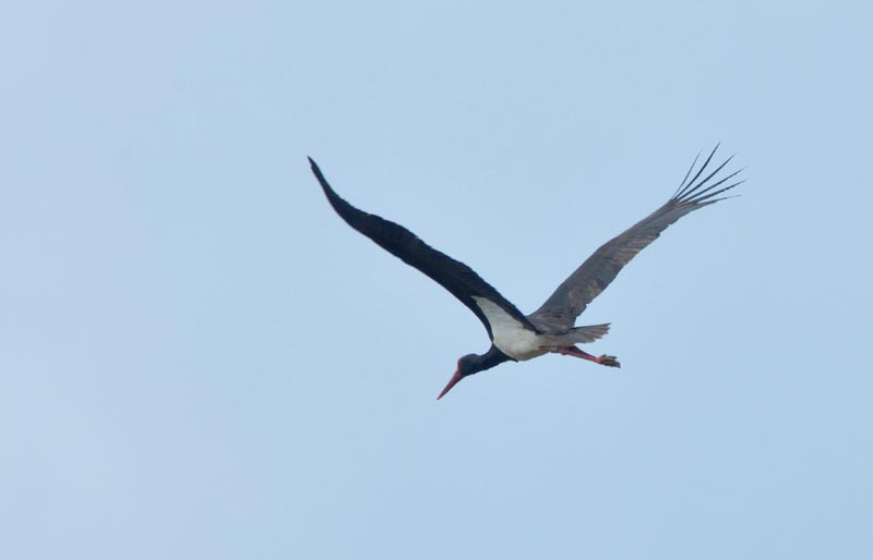 cigogne noir concour.jpg