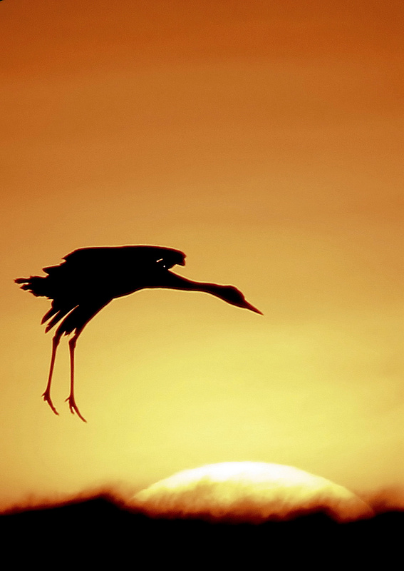 grue soleil 2.jpg