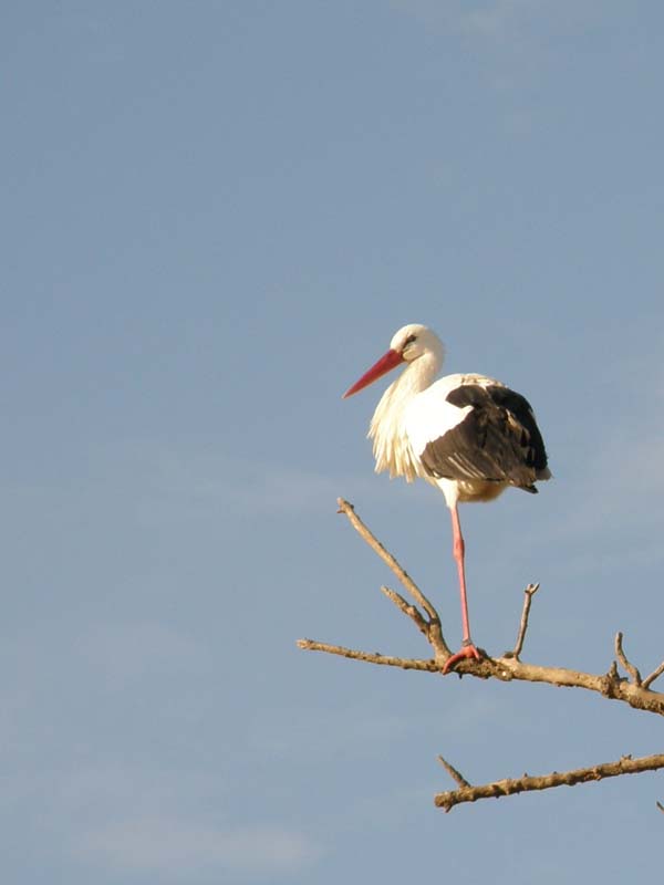 Cigogne_2.JPG