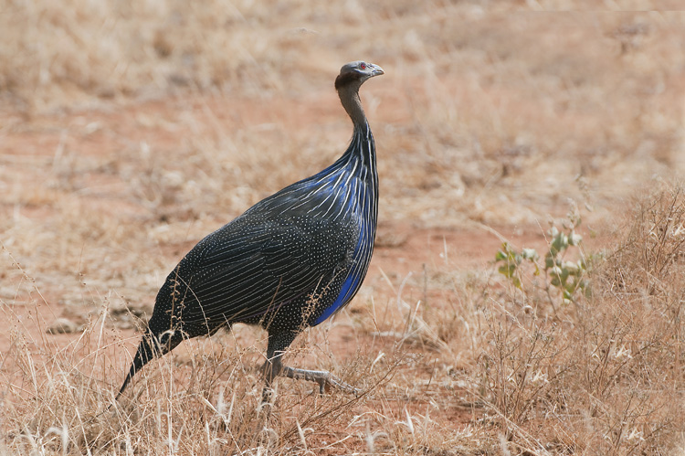 5-Pintade vulturine.jpg