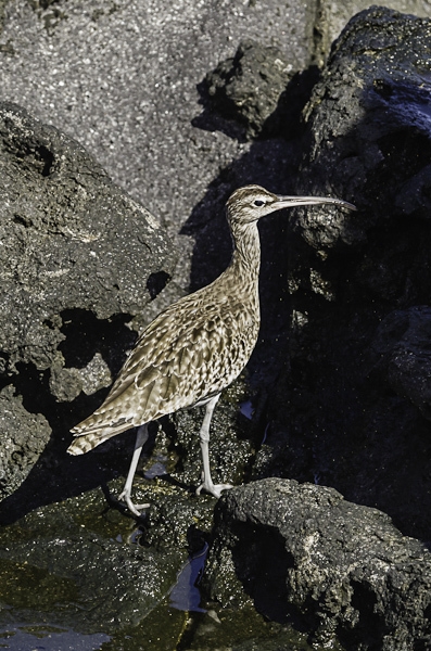 pixelistes 2012.07.22 _ADT8654_.jpg