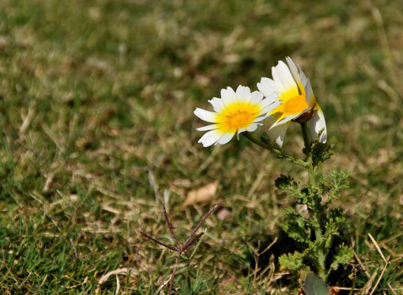 2012.03.16 013 fleurs dans le vent.jpg