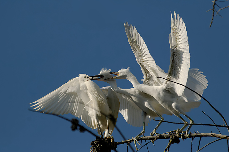 aigrette_garzette 8585.jpg
