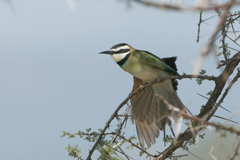 8-guêpier à gorge blanche_1.jpg