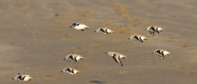 Bécasseau Sanderling-3.JPG