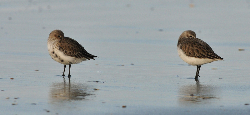 Bécasseau Sanderling-2.jpg