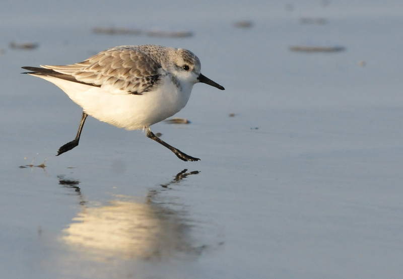 Bécasseau sanderling.JPG