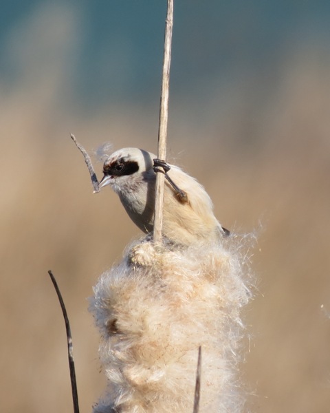 AR-remiz penduline.JPG