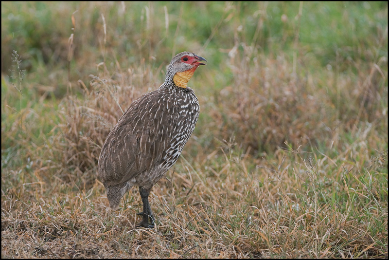 16-Francolin à cou jaune.jpg