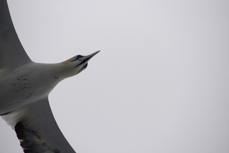 _DSC8894.JPG