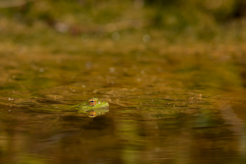 Grenouille-verte.jpg