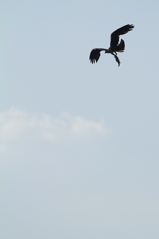 20120329 balbuzard pêcheur_36.JPG