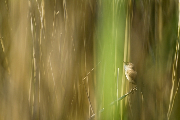 20120524 Rousserole effarvate_8.JPG