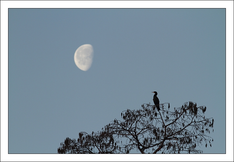 2012-01-14_IMG_6553_cormoran_lune_I_et_n.jpg