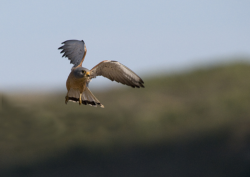 DSC_5249.jpg