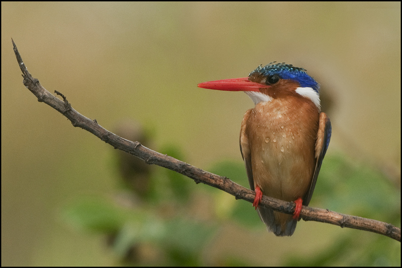 29-Martin pêcheur huppé-.jpg