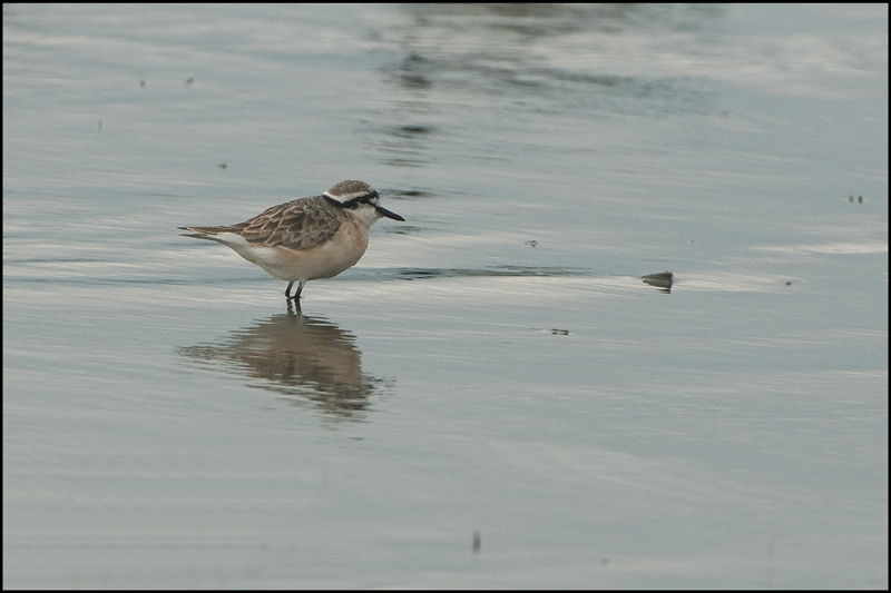 43-Gravelot pâtre.jpg
