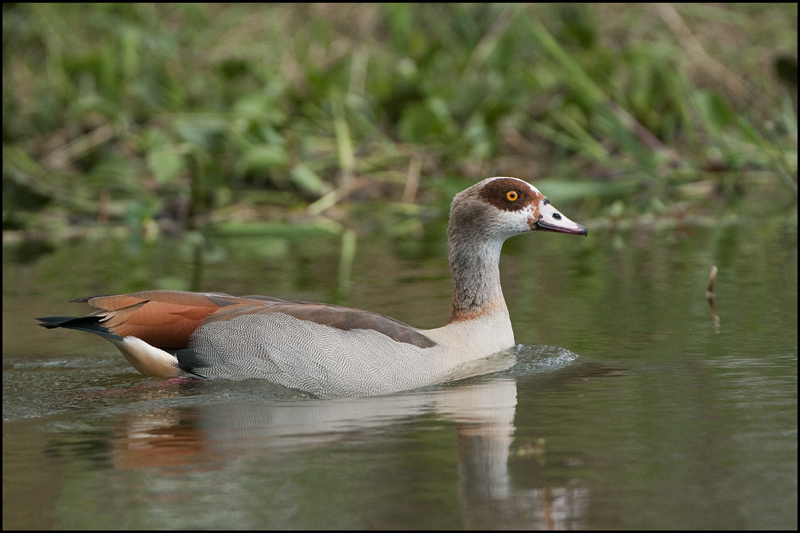 46-Ouette d'Egypte.jpg