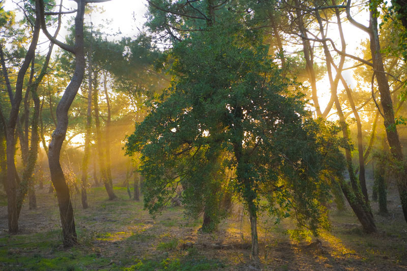 MARFR20110206-174457-V02-ANG-Soleil couchant dans les arbres600.jpg