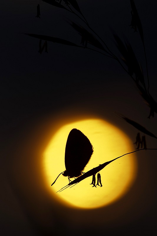 20110502 argus_14.JPG