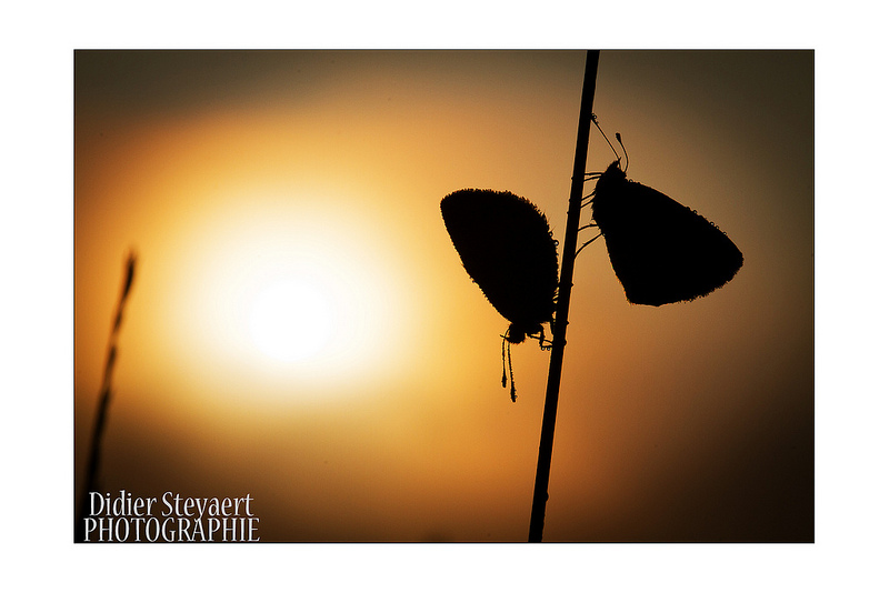 Argus-dstphoto-2.jpg