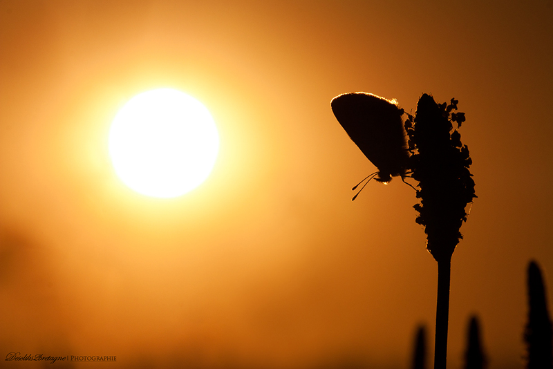 Argus sunset 800.jpg