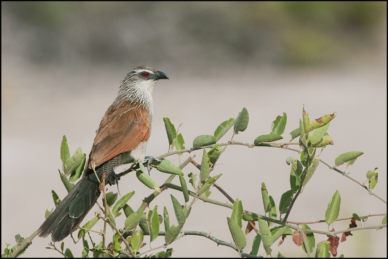 85-Coucal à sourcils blancs.jpg