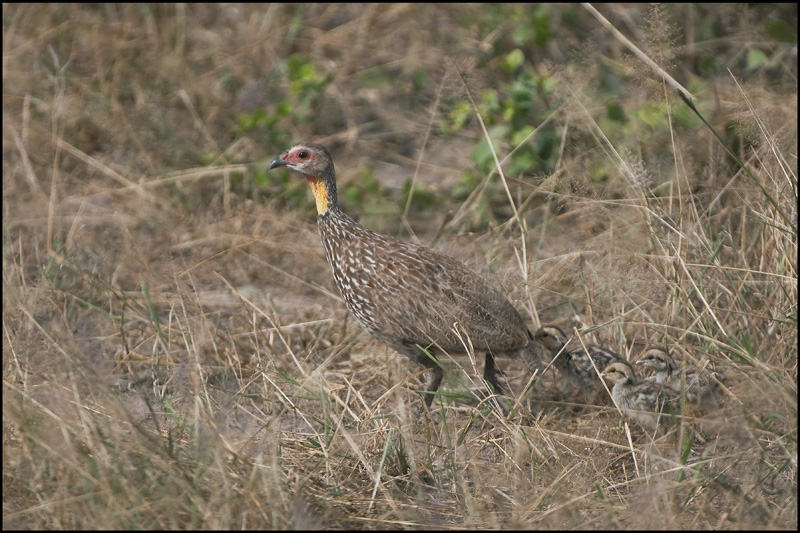 91-Francolin à cou jaune.jpg