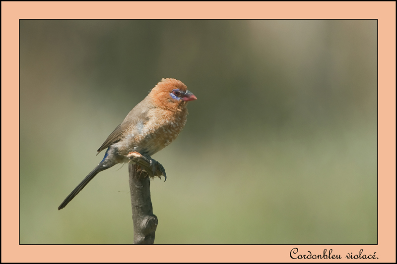 113-Cordonbleu violacé.jpg
